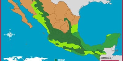 Kort af Mexíkó skógum